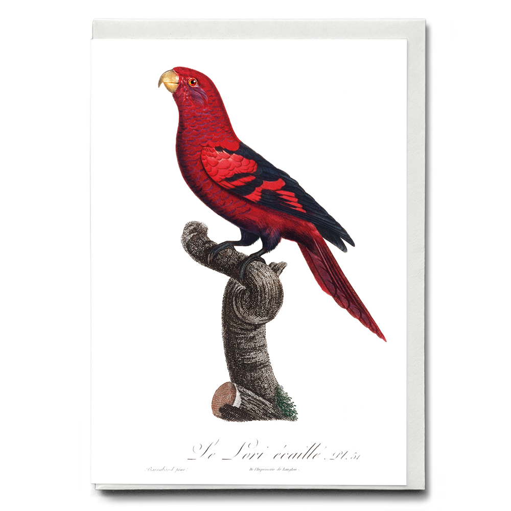 The Violet-Necked Lory, Eos squamata - Wenskaart