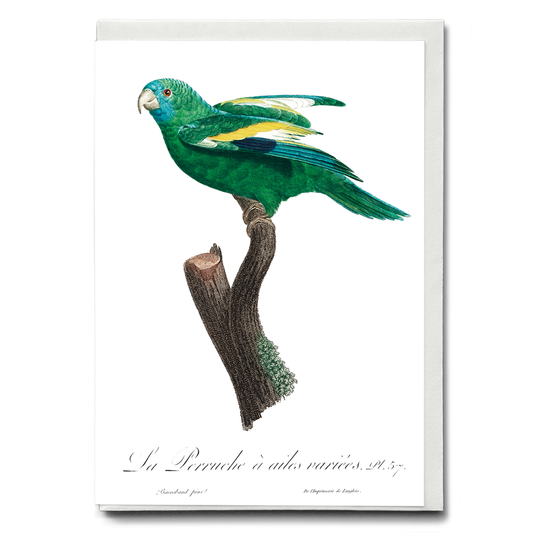 The white-winged parakeet, Brotogeris versicolurus - Wenskaart