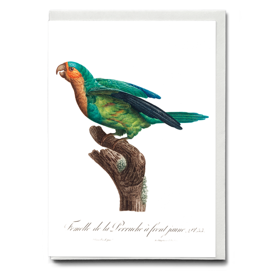 The Yellow-Crowned Parakeet, Cyanoramphus auriceps I - Wenskaart