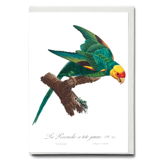 The Yellow-Crowned Parakeet, Cyanoramphus auriceps II - Wenskaart