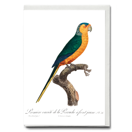 The Yellow-Fronted Parakeet, Cyanoramphus auriceps  - Wenskaart