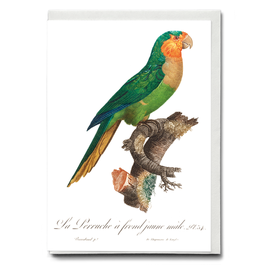 The Yellow-Headed Amazon, Amazona oratrix, male  - Wenskaart