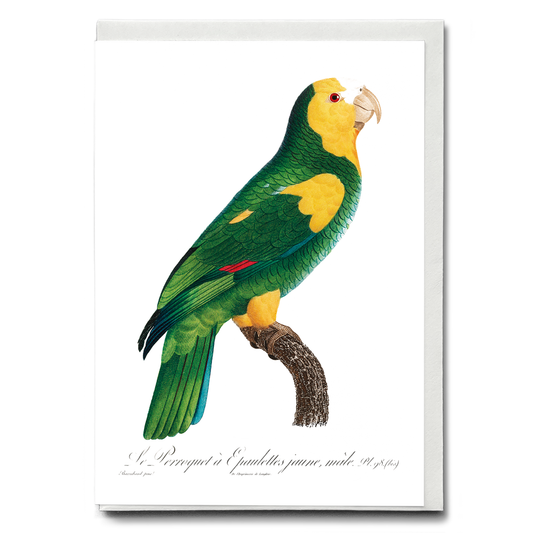 The Yellow-shouldered amazon  - Wenskaart