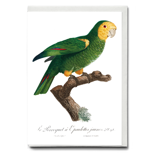 The Yellow-Shouldered Amazon, Amazona barbadensis II - Wenskaart