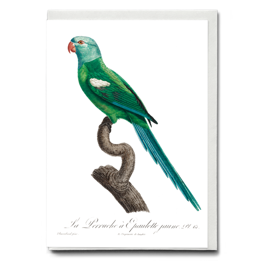 The Yellow-Shouldered Amazon, Amazona barbadensis I - Wenskaart