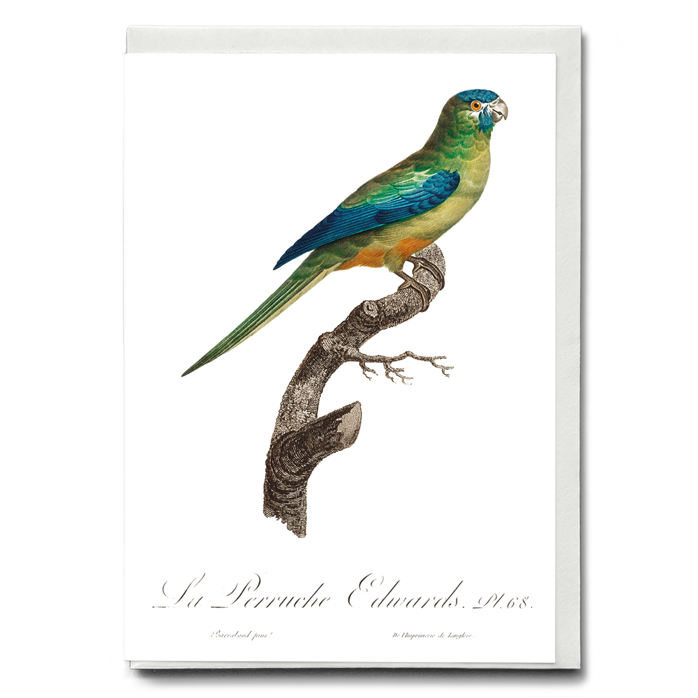 Turcosine Ground Parakeet - Wenskaart