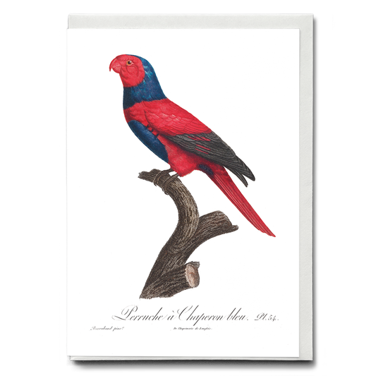 Violet-necked lory, Eos squamata  - Wenskaart