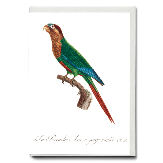 Wave-Breasted Parakeet  - Wenskaart