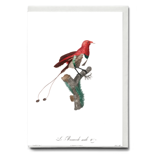 King bird of paradise, male - Wenskaart