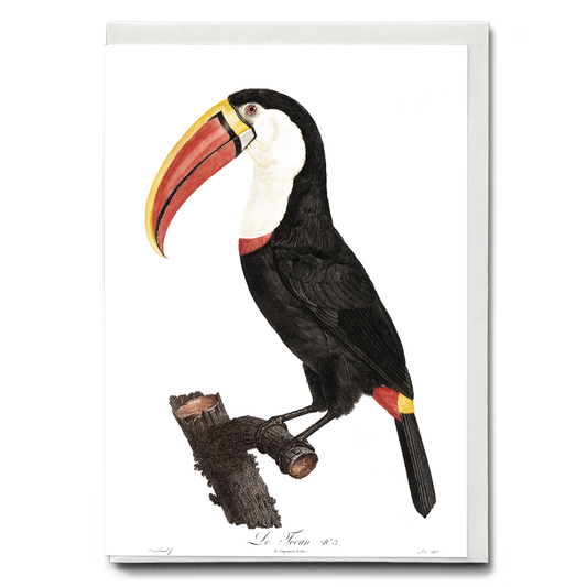 Toucan - Wenskaart