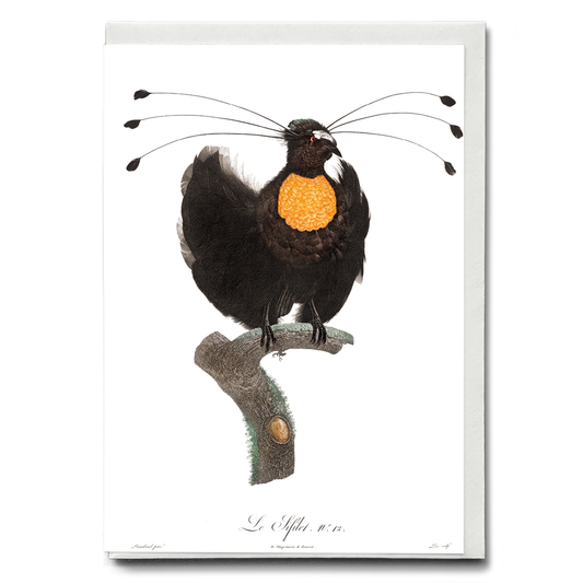 Western parotia - Wenskaart