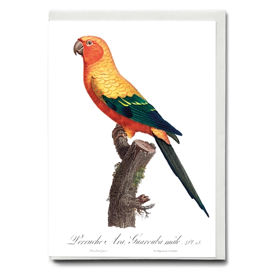 The Sun Parakeet, Aratinga solstitialis, male - Wenskaart