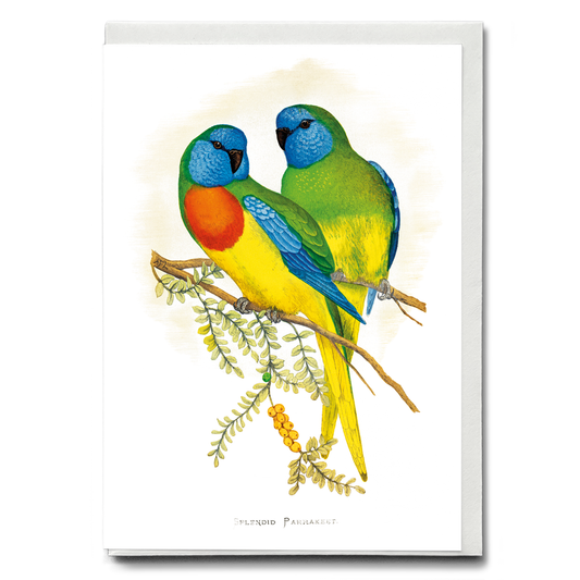Splendid Parrakeet - Wenskaart