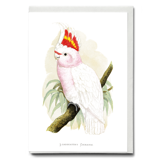Leadbeater's Cockatoo - Wenskaart