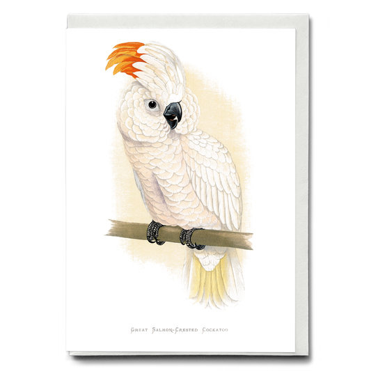 Great Salmon-Crested Cockatoo - Wenskaart