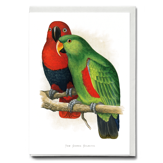 New Guinea Ecletus - Wenskaart