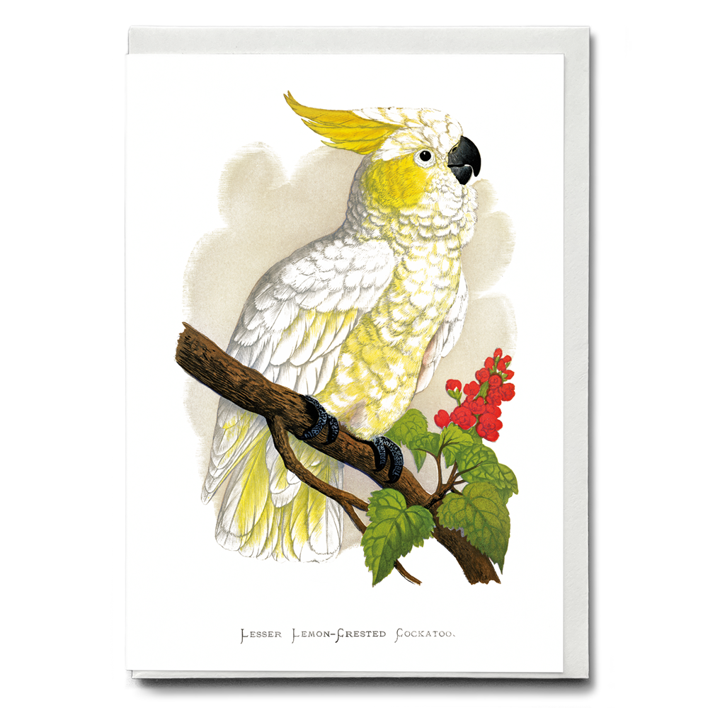 Lesser Lemon-Crested Cockatoo - Wenskaart