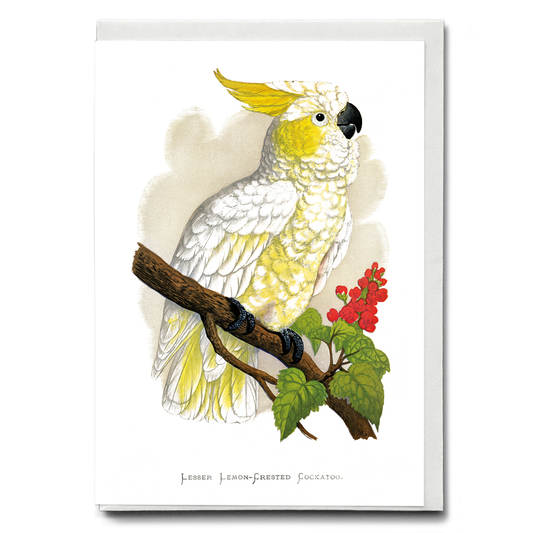 Lesser Lemon-Crested Cockatoo  - Wenskaart