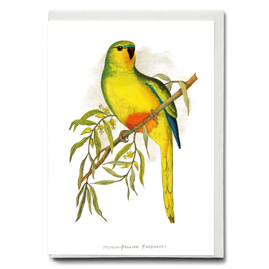 Orange-Bellied Parrakeet - Wenskaart