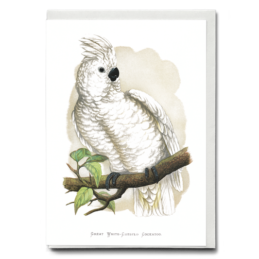 Great White-Crested Cockatoo - Wenskaart