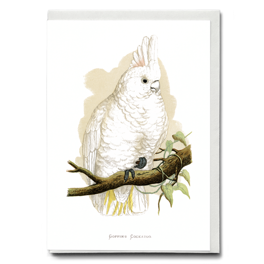 Goffin's Cockatoo - Wenskaart