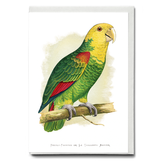 Double-Fronted or Le Vaillant's Amazon - Wenskaart