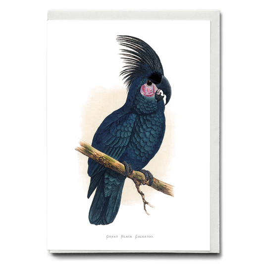 Great Black Cockatoo - Wenskaart