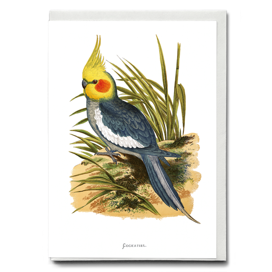 Cockatiel - Wenskaart