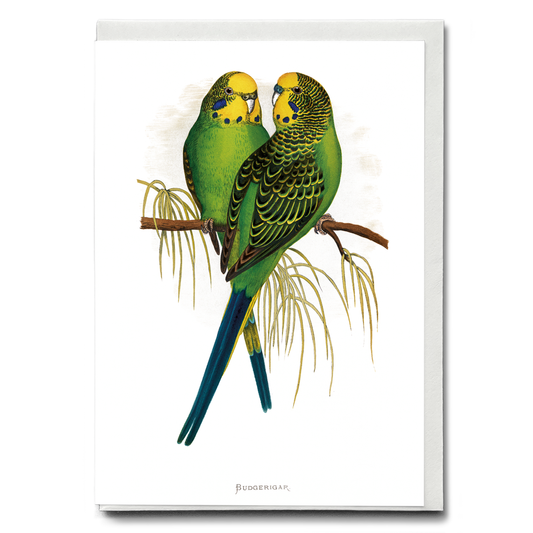Budgerigar - Wenskaart