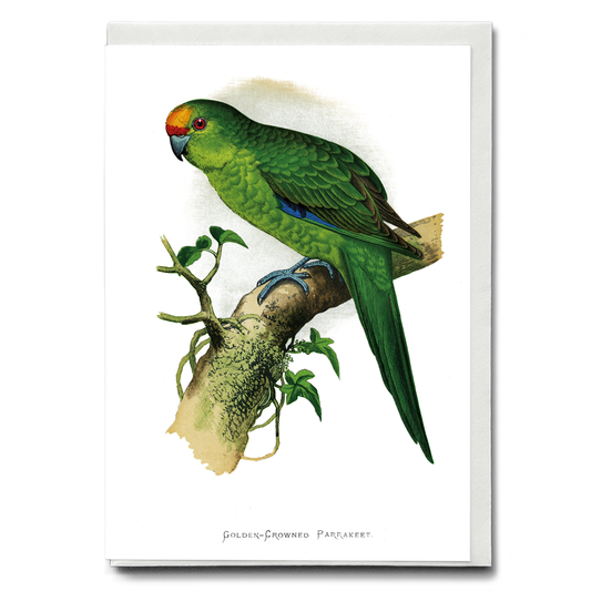 Golden-Crowned Parrakeet  - Wenskaart