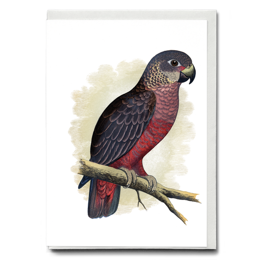Dusky or Violet Parrot - Wenskaart