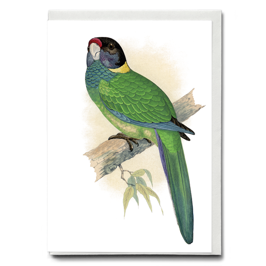 Yellow-Naped Parrakeet - Wenskaart