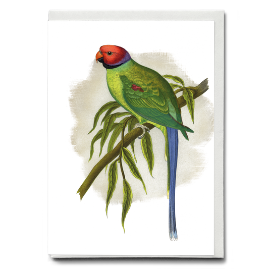 Blossom-Headed Parrakeet  - Wenskaart