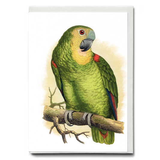 Blue-Fronted Amazon - Wenskaart