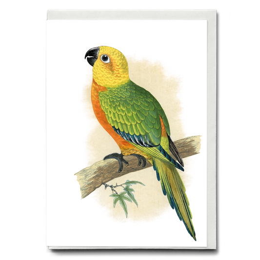 Jendaya Conure - Wenskaart