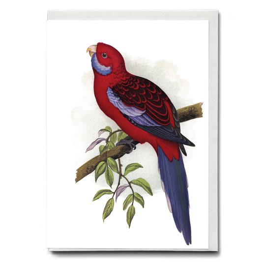 Pennant's Parrakeet - Wenskaart