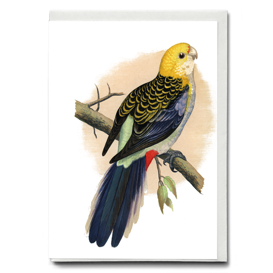 Pale-Headed or Mealy Rosella  - Wenskaart