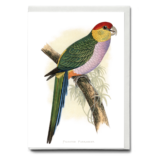 Pileated Parrakeet - Wenskaart