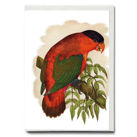 Purple-capped Lory - Wenskaart
