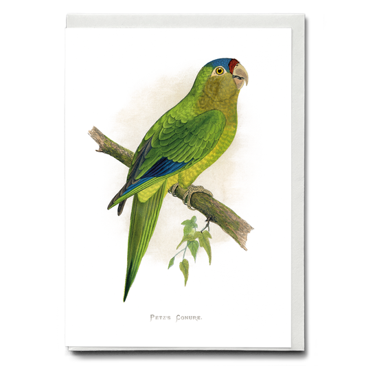 Petz's Conure - Wenskaart