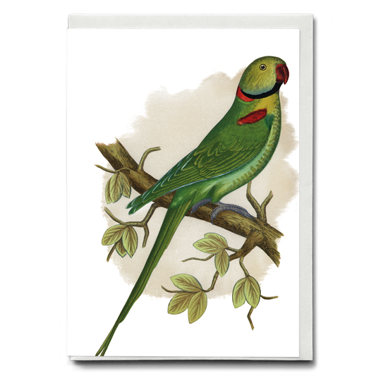 Alexandrine Parakeet - Wenskaart