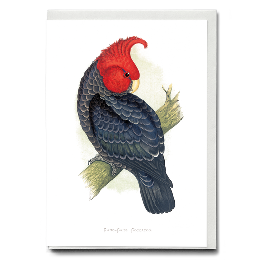 Gang-Gang Cockatoo - Wenskaart