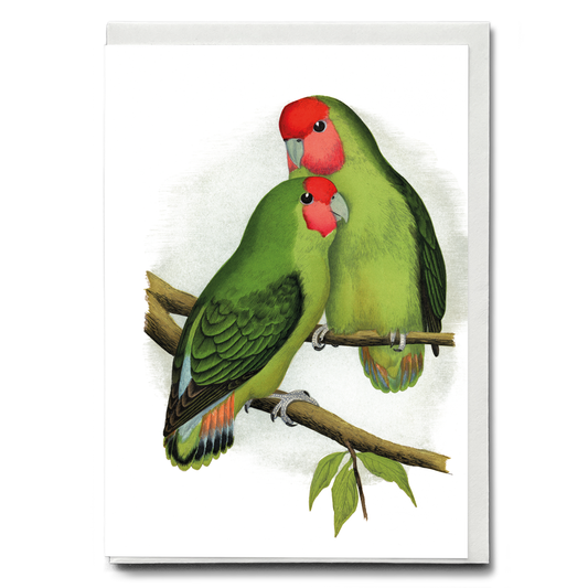 Rosy-Faced Love-Bird - Wenskaart