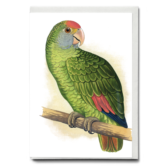 Dufresne's Amazon - Wenskaart