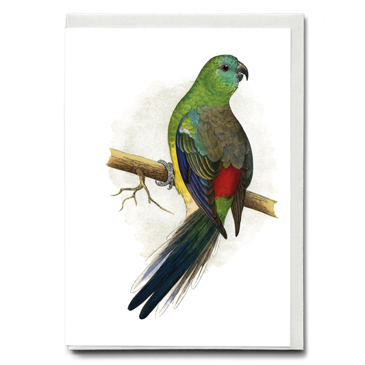 Blood or Red-Rumped Parrakeet  - Wenskaart