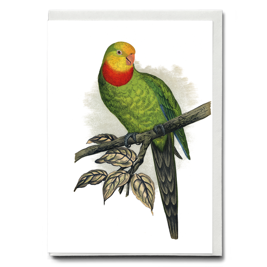 Barraband's Parakeet - Wenskaart