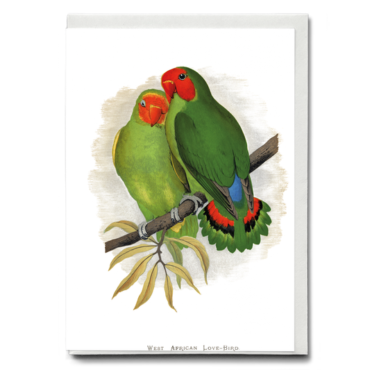 West African Love-Bird - Wenskaart
