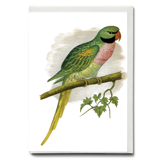 Javan Parrakeet  - Wenskaart