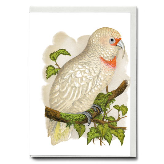 Slender-Billed Cockatoo - Wenskaart