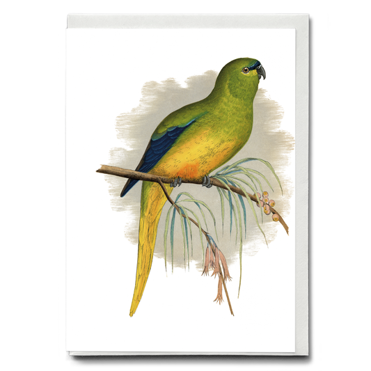 Elegant Parrakeet - Wenskaart